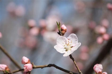 免費算正緣桃花|桃花运测试